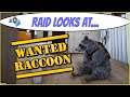 Raid Looks At ... Wanted Raccoon