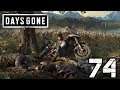 Testing New Fire Power-Let's Play Days Gone Part 74