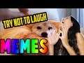 YOU LAUGH YOU LOSE!!  Unusual Memes Compilation v47 (REACT)