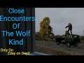 Close Encounters Of The Wolf - Zday On DayZ