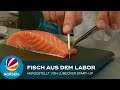 Labor-Lachs: Lübecker Start-up produziert künstlichen Fisch