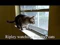 🐈 Ripley watching stray cats outside, Sunday Cat 🐈