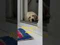 Simba the labrador giving cute face expression and ask. Am I adopted. #shorts #labrador #puppy