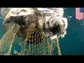 Ghost nets: The ocean's silent killer, explained - TomoNews