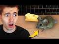 JOGUEI O SIMULADOR DE RATO!!! (VÍDEO ENGRAÇADO) - Rat Simulator