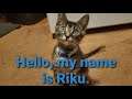 Surprise Special Guest from Part 3 of There Is No Game: Wrong Dimension, Riku the Playful Kitten😸