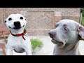 🐶 Try Not To Laugh 🤣 Watching Funny Animals Compilation 🐱