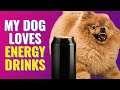 ENERGY DRINK addicted dog | hyperactive dog