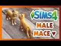 BEZ KODOVA 2020 - Dobili smo male mace ♥ - The Sims 4 - #17