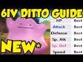 ***NEW*** FASTEST Way To Get 6IV Ditto For Pokemon Sword and Shield - Best 6IV Ditto Method