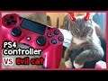 My cat doesn't like the red PS4 controller 😢😈