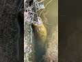 Outdoor eel fishing, What is this spider doing? #short #shorts #eels #eel #fishing #fish