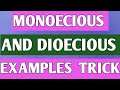 Best Trick To Learn  Monoecious And Dioecious Plants | easy tricks for examples | NCERT Class 12 🌺🌺🌺