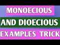 Best Trick To Learn Monoecious And Dioecious Plants | easy tricks for examples | NCERT Class 12 πΊπΊπΊ