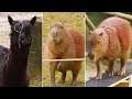 Ozzy Man Reviews: Capybara Agility Course