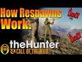 How Respawns Work in thehunter Call of the Wild!