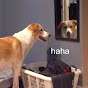 Doggerz_