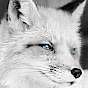 Foxerest
