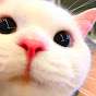 MeowX