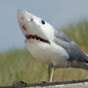 Shark-Gull