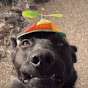 WinkDog1