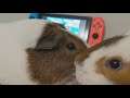 Tiny Doesn't Want To Share The Switch!