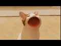 Cat Bop sings minecraft sweden