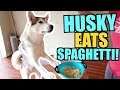 Siberian Huskies EAT SPAGHETTI And Get Noodles Stuck To Their Noses!