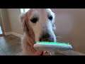 ASMR Dog Licking Peanut Butter Off Orapup Tongue Cleaning Brush Golden Retriever Gets Fresh Breath!