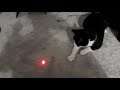 cat loves lazer :0