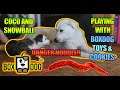 Dogs Playing with BoxDog Toys and Cookies! - Part 2