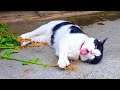 Why Cats Are the Best Pets 😹 Funny CAT compilation