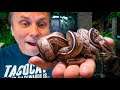 RARE WORLDS FIRST SNAKES BORN!! | BRIAN BARCZYK