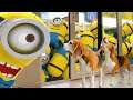 Best Video: Minions Animation In Real Life.