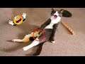Funny Pets Video Can Snap You Out Of Any Kind Of Bad Mood!