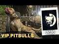 Shikari | Pitbull Dogs | Bully Kutta | 2k20 | Vip Pitbulls