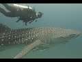 Beautiful Whaleshark of Miri Sea | Miri Diving