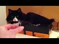 rude cat