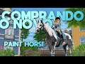 COMPRANDO O NOVO PAINT HORSE