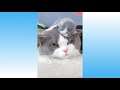 웃긴영상 귀여운 고양이, 강아지 Cute Pets And Funny Animals Compilation #40