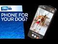 'Dog Phone' Would Allow Pooch to Trigger Video Calls With You