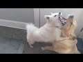 Rosie's Playdate with Hector