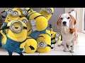 Dogs Rule and Minions Drool.  Best Animated Video Compilation