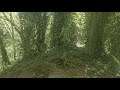 Walk In The Woods - Short ASMR