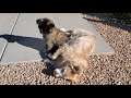 Silly American Akita Puppy Jumps On Old Golden Retriever, Nips At His Feet & Paws His Face