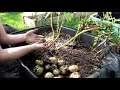 Garden Myths or Truths: Seed potato harvest