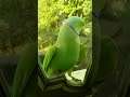 #shorts #shortsbeta #parrot #greenparrot #cuteparrot #cuteparrot #cutebird #birds #beautifulbirds