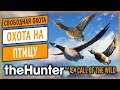 theHunter Call of the Wild #19 🦆 - Охота на Птицу в Январе - Свободная Охота (2021)
