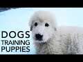 Can Guard Dogs Train Puppies?
