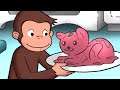 Jorge el Curioso en Español 🐵Jorge Recibe un Trofeo 🐵 Mono Jorge 🐵 Caricaturas para Niños